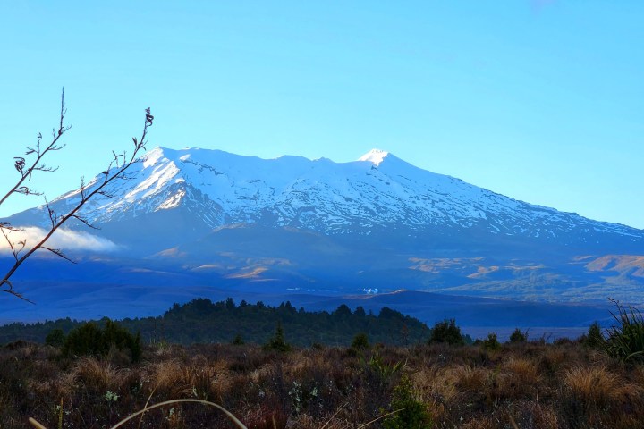 a tree with a mountain in the background